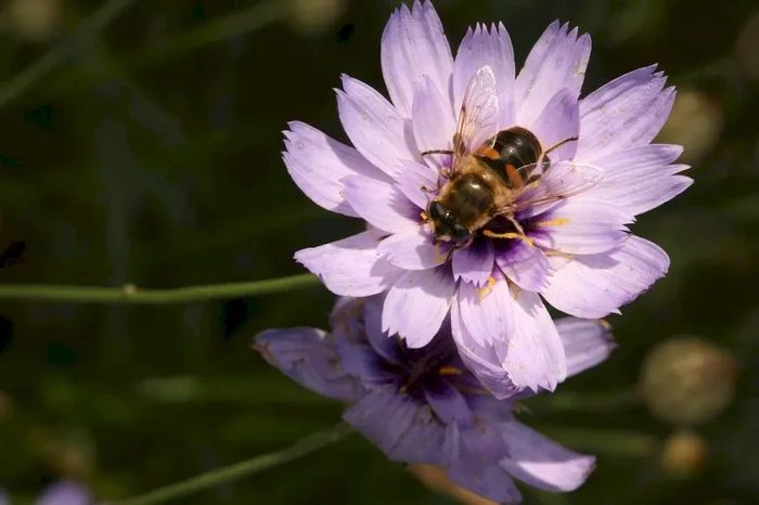Blaue Rasselblume (Saatgut), Catananche caerulea