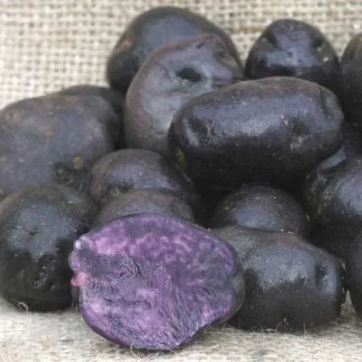 Blaue SchwedenBlue CongoPflanzkartoffeln, bio
