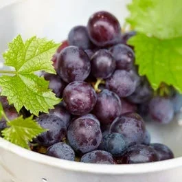Blaue Traube (Vitis vinifera ‚Muscat Bleu‘)