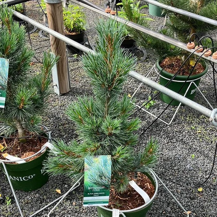 Blaue Zirbelkiefer ‚Glauca‘