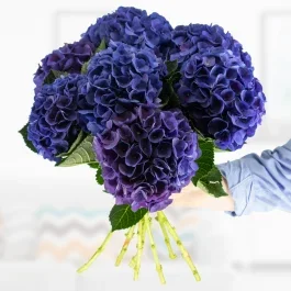 Blauer Hortensien Blumenstrauß – 3, 5 oder 7 Stiele