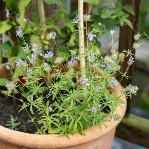 blauer Waldmeister