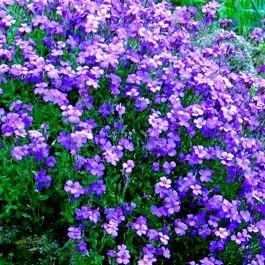 Blaukissen Aubrieta blau