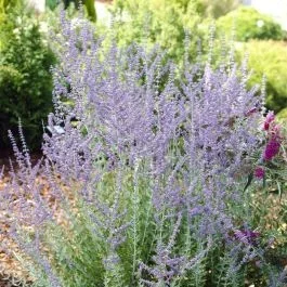 Blauraute Blue Spire