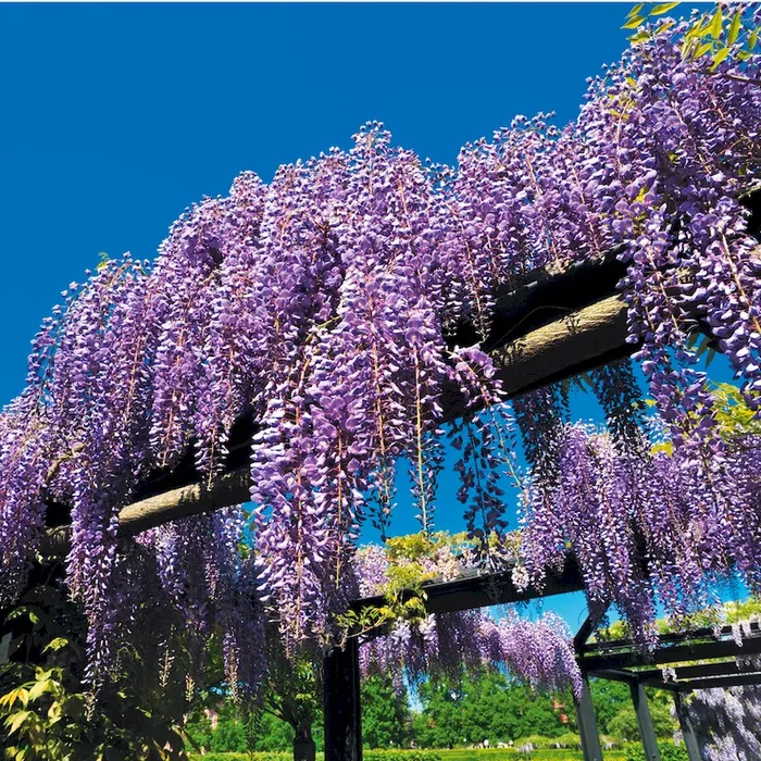 Blauregen ‚Black Dragon‘ Wisteria sinensis – Bestellnummer 3316165
