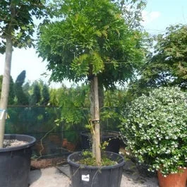 Blauregen als Baum (Wisteria floribunda ‚Rosea‘)