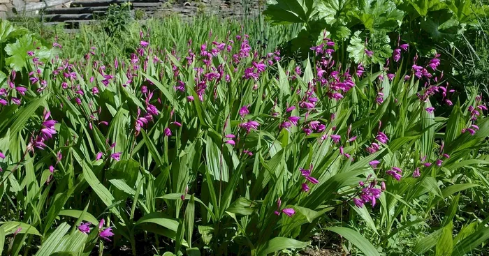 Bletilla striata