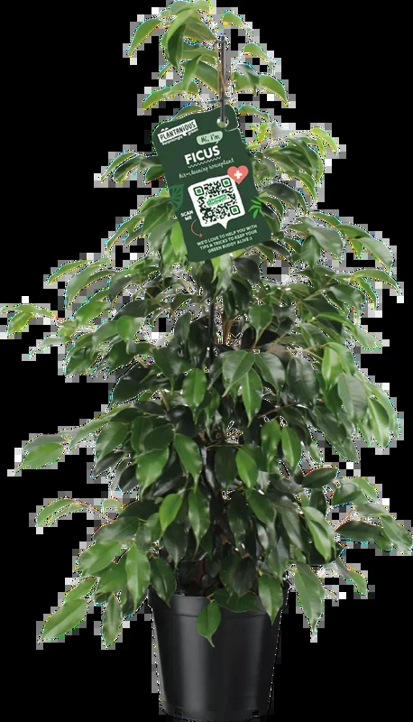 bloomling Birkenfeige – Ficus benjamina ‚Danielle Pyramide‘, Höhe ca. 110 cm