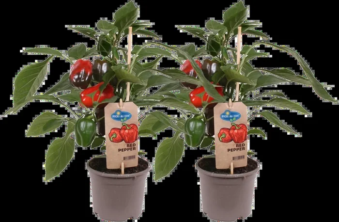 bloomling Blockpaprika-Pflanzen ‚Red Pepper‘ – 2er Set