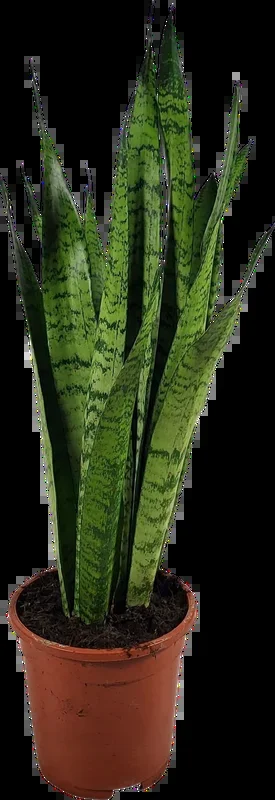 bloomling Bogenhanf ‚Zeylanica‘ – Höhe ca. 55-65 cm