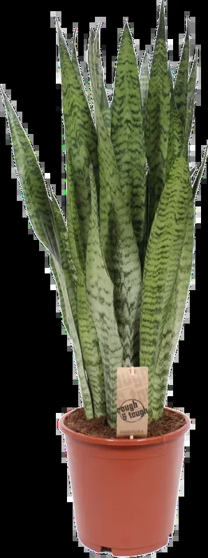 bloomling Bogenhanf ‚Zeylanica‘ – Höhe ca. 80 cm