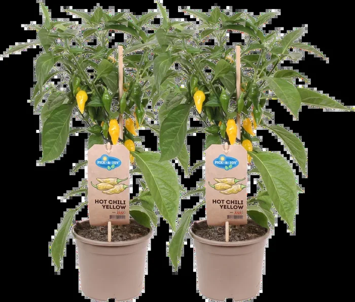 bloomling Chilipflanzen ‚Hot Yellow‘, scharf – 2er Set