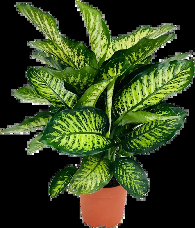 bloomling Dieffenbachie ‚Maroba‘ – Höhe ca. 80 cm