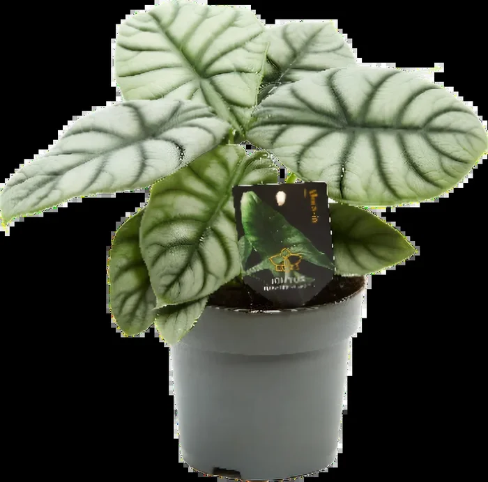 bloomling Elefantenohr – Pfeilblatt ‚Silver Dragon‘ – Höhe ca. 30 cm