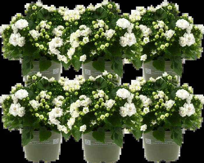 bloomling Glockenblume ‚Like Mee‘ – 6er-Set (weiß)
