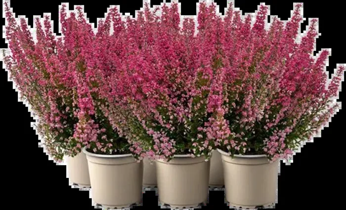 bloomling Glockenheide ‚Beauty Queens®‘ , 6er-Set, Rot