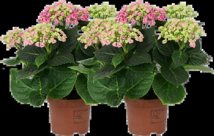 bloomling Hortensie ‚Curly Wurly®‘ Rosa – 2er Set