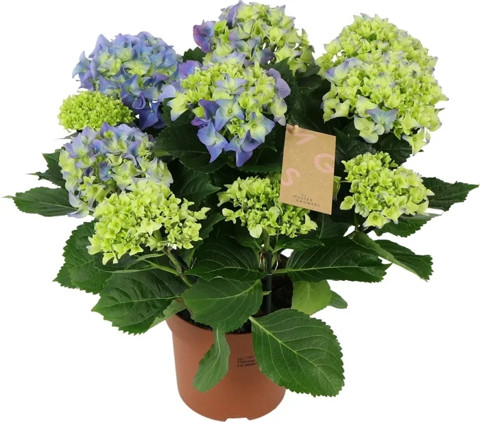 bloomling Hortensie ‚Early Blue‘ – Höhe ca. 40 cm