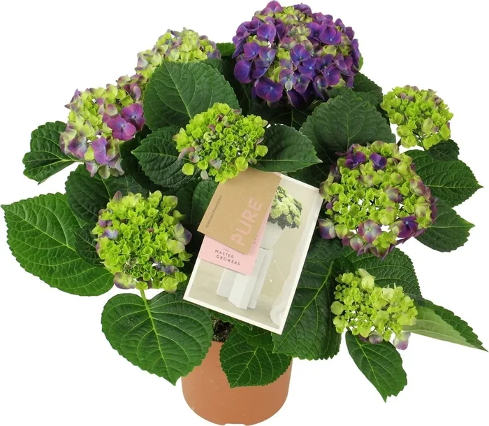 bloomling Hortensie ‚Ningbo‘ Lila – Höhe ca. 40 cm