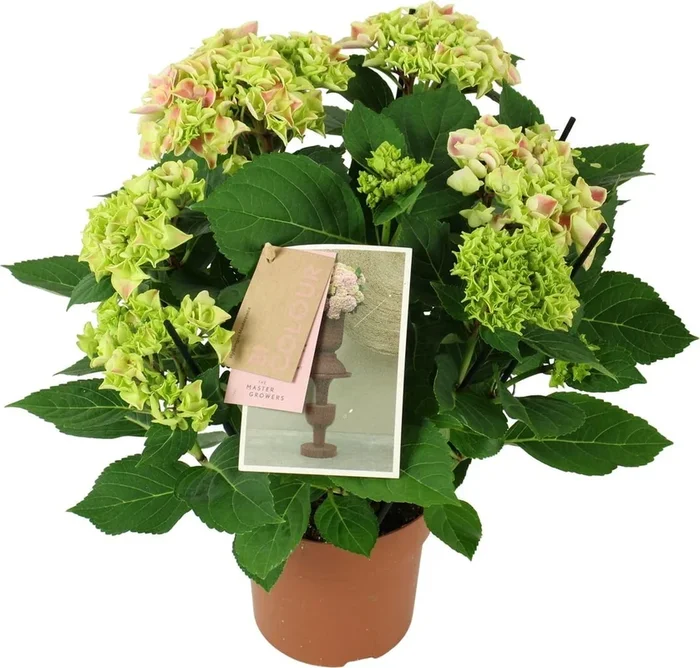 bloomling Hortensie ‚Tivoli Pink‘ – Pink/Weiß – Höhe ca. 40 cm