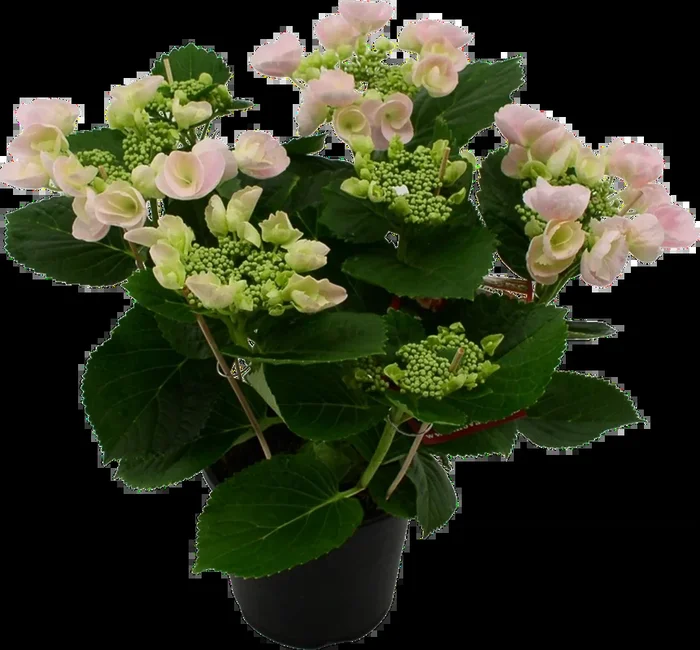 bloomling Hortensie Hovaria® ‚Hobella Rosa‘