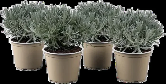 bloomling Lavendel, Topf Ø 14 cm – 4er Set