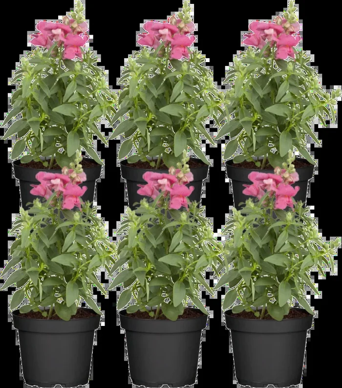 bloomling Löwenmäulchen rosa-pink – 6er Set
