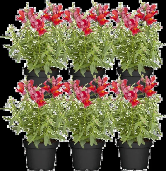 bloomling Löwenmäulchen rot – 6er Set