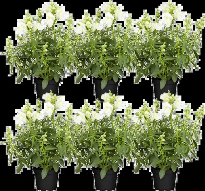 bloomling Löwenmäulchen weiss – 6er Set
