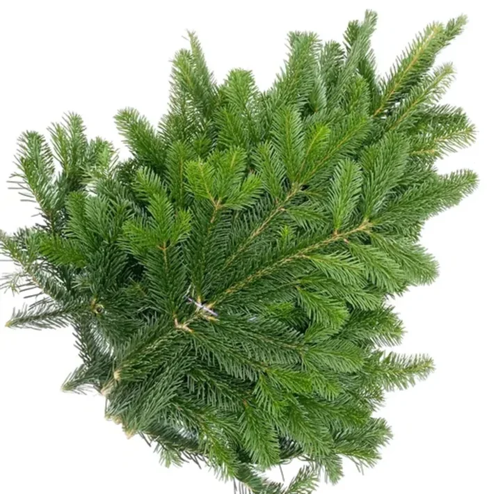 bloomling Nordmanntannen-Zweige im Bund – Länge ca. 70-100 cm (5 kg), 1 Bund