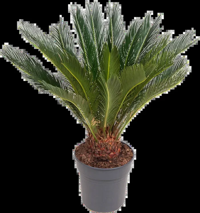 bloomling Palmfarn, Höhe ca. 80-90 cm
