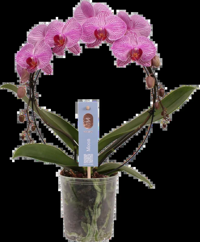 bloomling Schmetterlings-Orchidee ‚Bogen pink Stripe‘