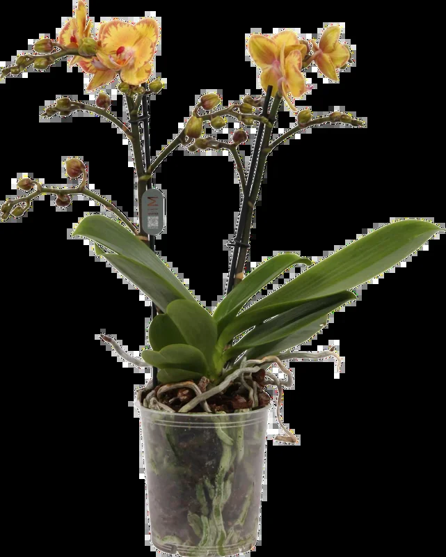 bloomling Schmetterlings-Orchidee ‚Limpopo‘ – 2 Rispen