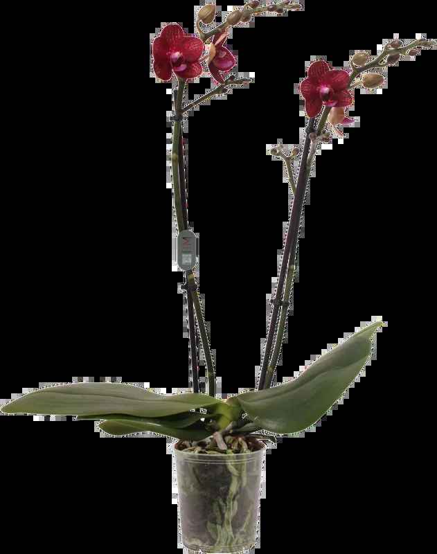 bloomling Schmetterlings-Orchidee ‚Miley‘ – 2 Rispen