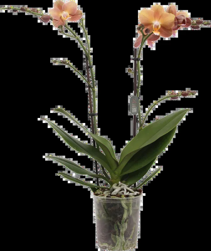 bloomling Schmetterlings-Orchidee ‚Monaco‘ – 2 Rispen