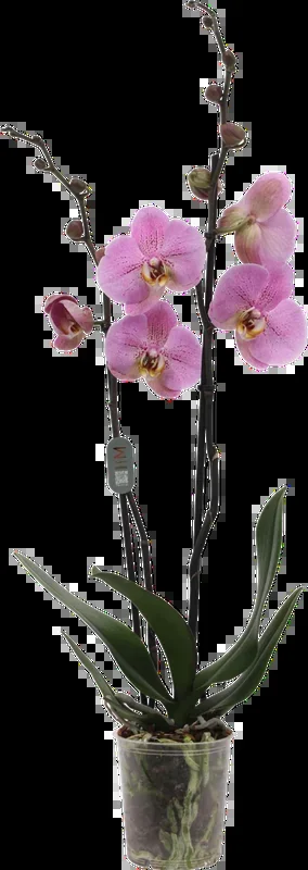 bloomling Schmetterlings-Orchidee ‚Seine‘ – 2 Rispen
