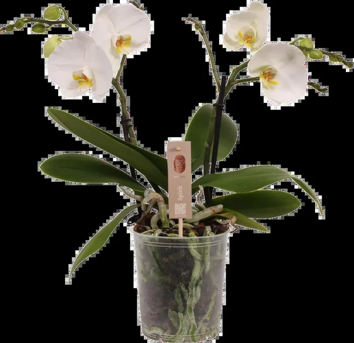 bloomling Schmetterlings-Orchidee ‚Spirit White‘ – 2 Rispen