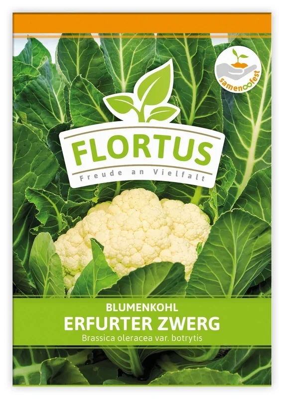 Blumenkohl Erfurter Zwerg