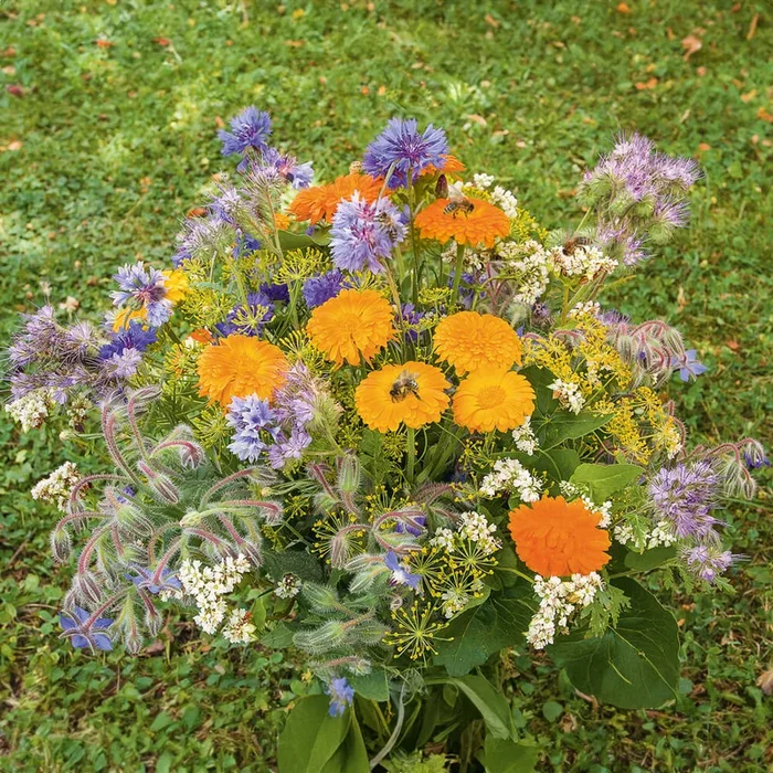 Blumenmischung ‚Bienenweide‘ Bio-Blumen-Samen