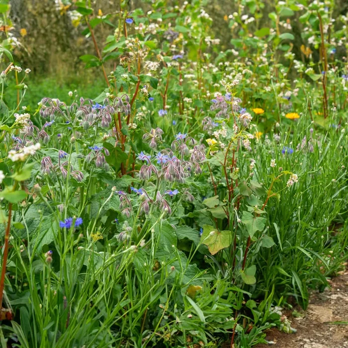 Blumenmischung ‚Nützlingsparadies‘ Bio-Blumen-Samen
