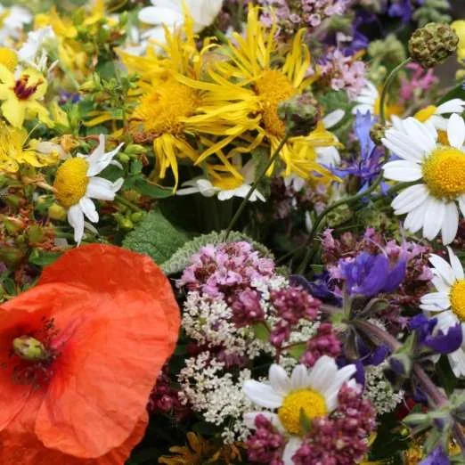 BlumenmischungFeldblumen