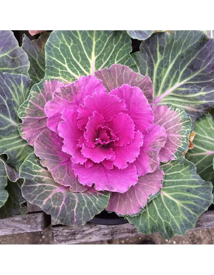BLUMENTOPF BRASSICA