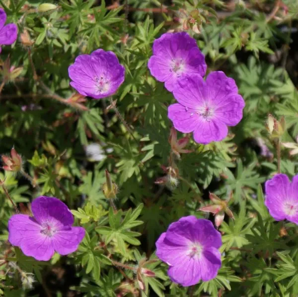 Blut-Storchschnabel (Geranium sanguineum) „Bio“