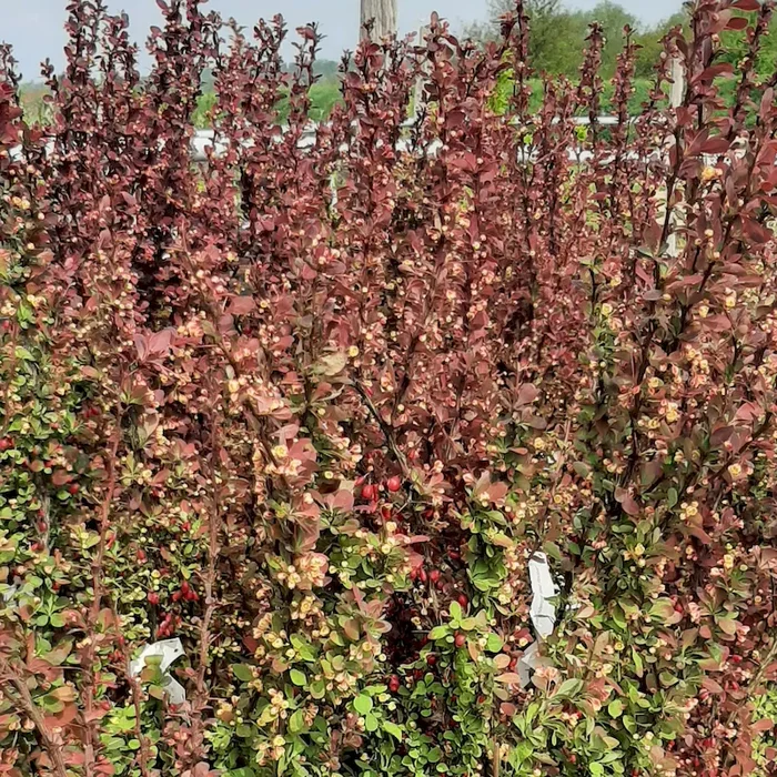 Blutberberitze Berberis thunbergii ‚Red Rocket‘