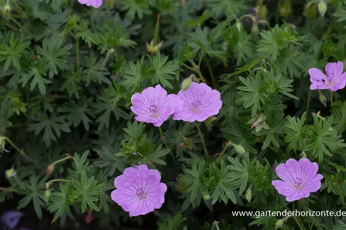 Blutroter Storchschnabel ‚Glenluce‘