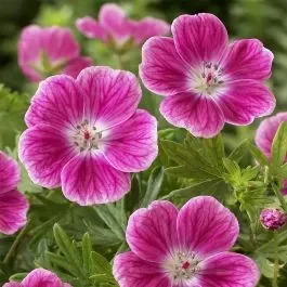 Blutroter Storchschnabel (Geranium sanguineum) Elke