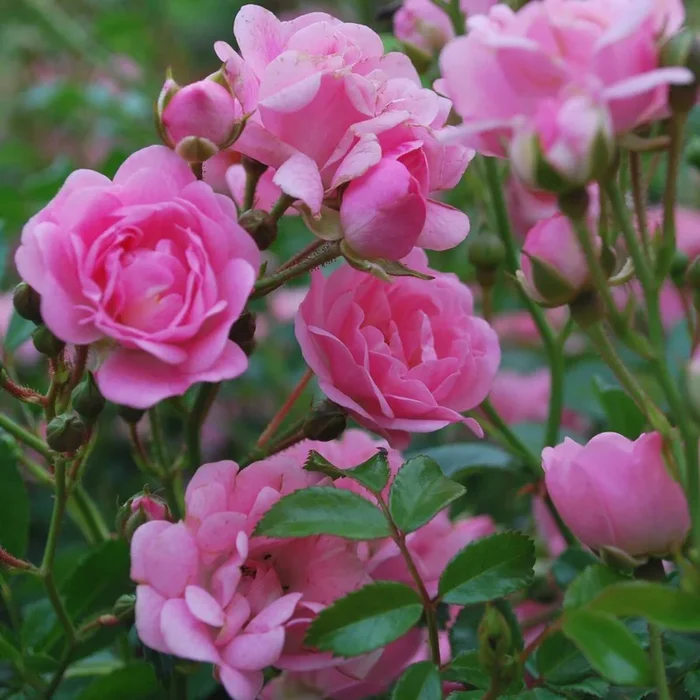 Bodendeckerrose ‚Knirps®‘