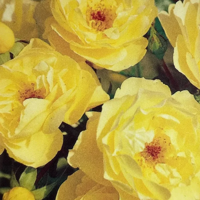 Bodendeckerrose ‚Sonnenschirm®‘