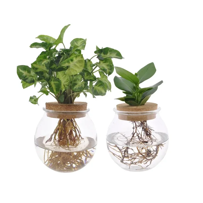Bolglas Duo Clusia/Syngonium Green – 2 Stück – 30cm