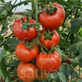 Bolstar Granda DB – Tomate